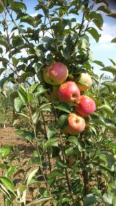 Apples Organic Bio