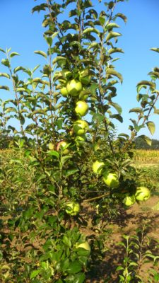 bio apples