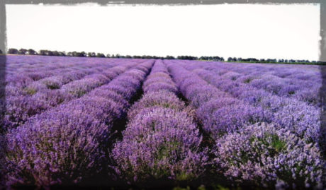 lavender plants