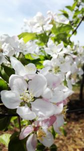 Organic Apples Bio Bulgaria