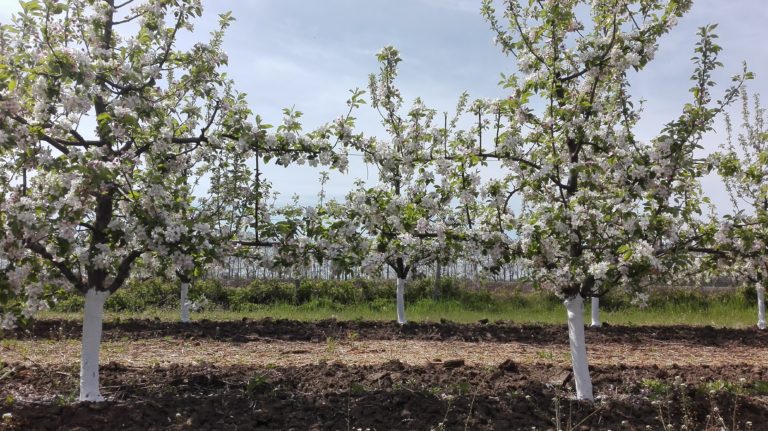 organic Bio apples