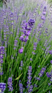 Organic lavender Bulgaria