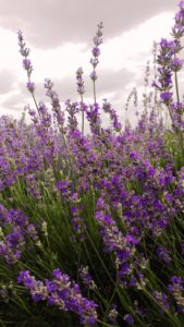 Organic lavender Bulgaria