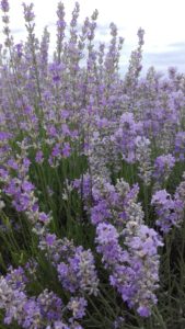 Lavender Oil Plant