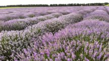 Organic Lavender Oil